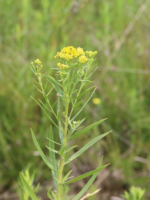 richiesta di identificazione (Brassicacea?)